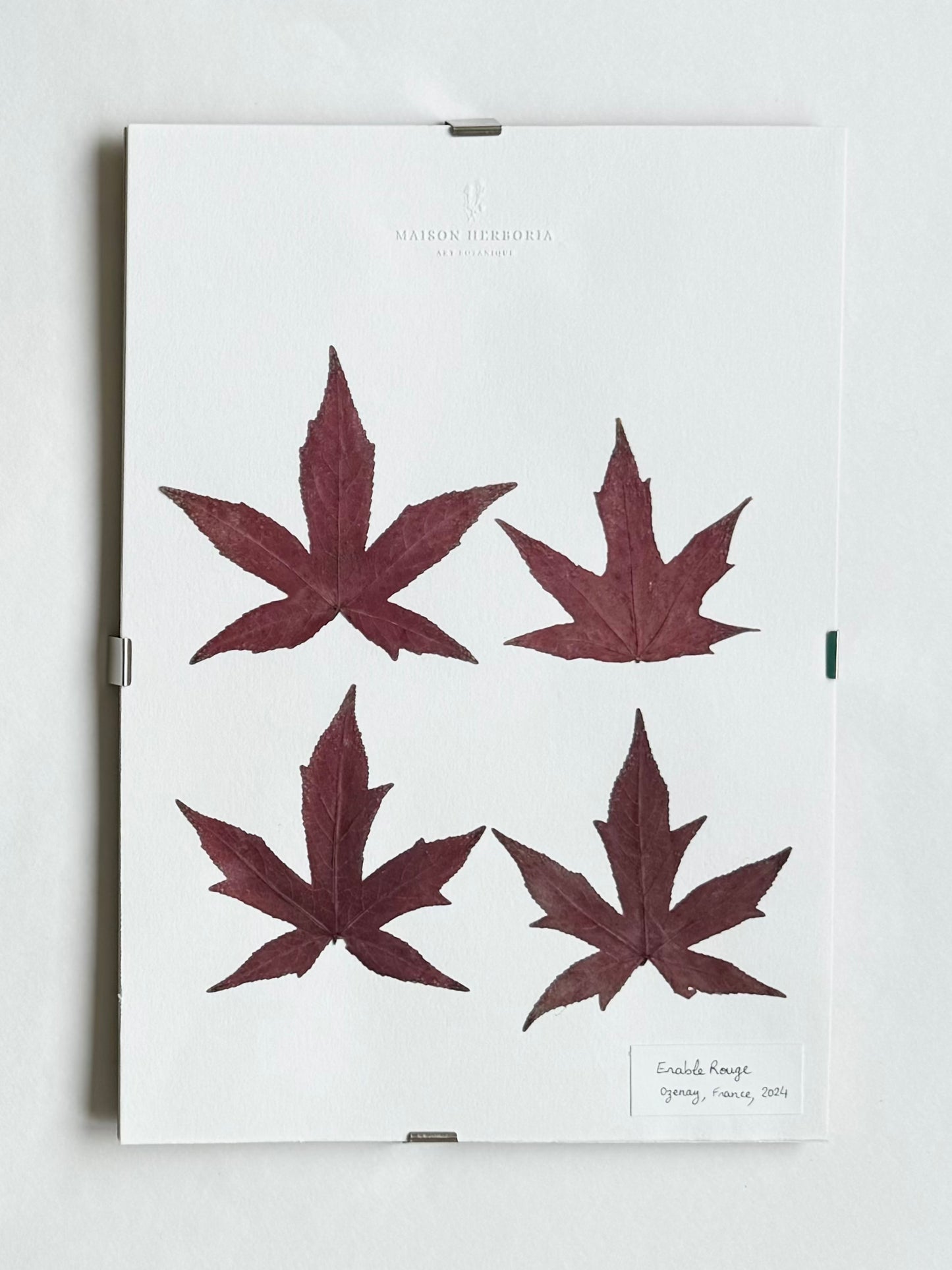 Herbier Encadré, A4, Erable Rouge, France