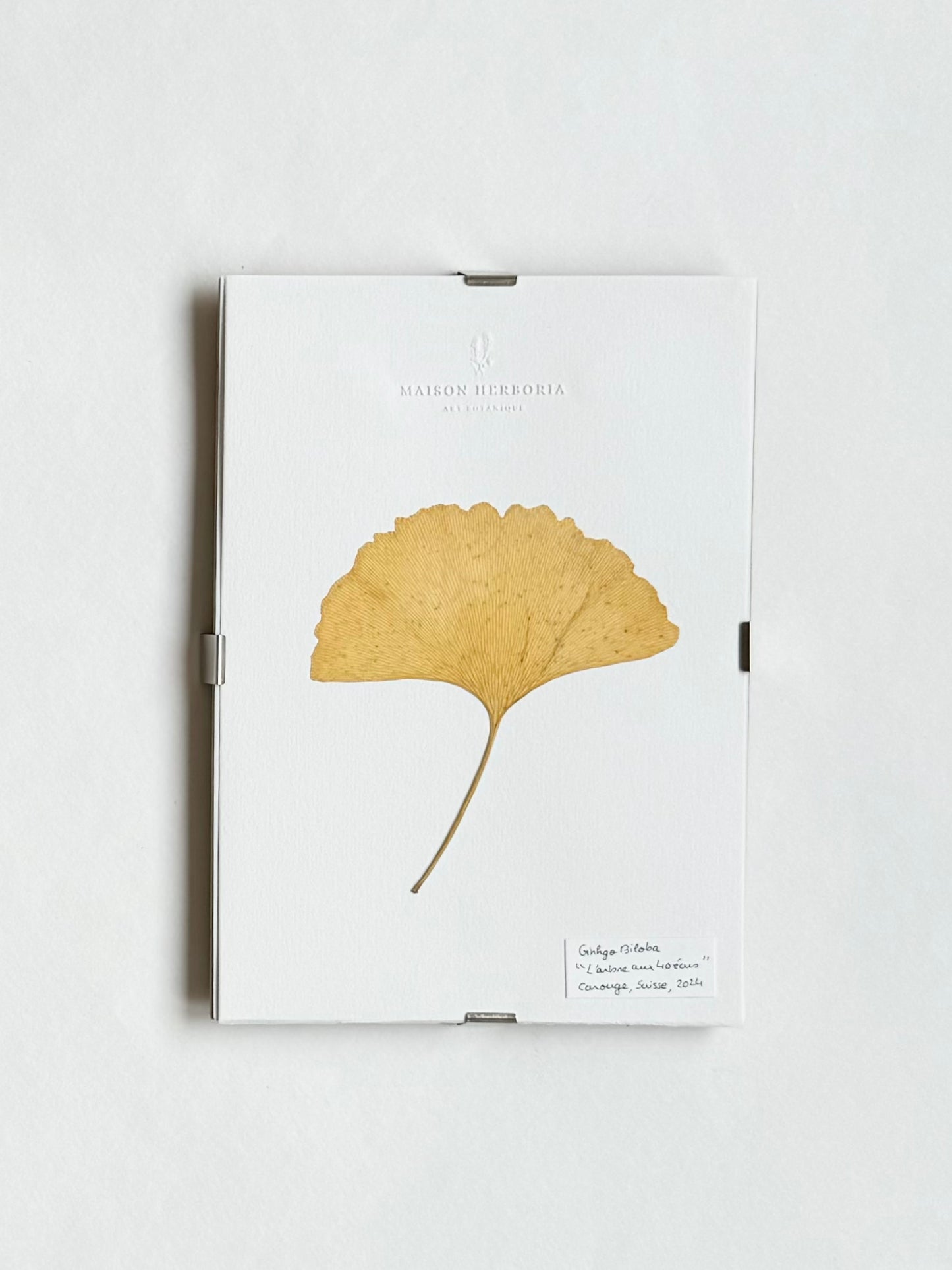 Herbier Encadré A5 Ginkgo Biloba, Suisse